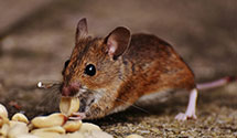 24 Hour & Emergency Exterminators in Elk Valley, NC